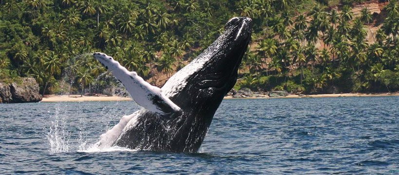 Humpback Whales in Samana Bay - Right in front of Puerto La Palma.
